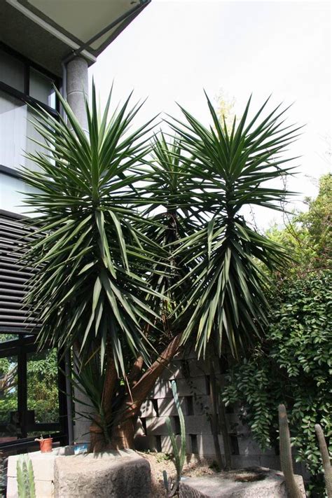 象腳王蘭|植物